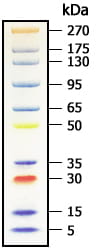 Pre-Stained Protein Standard (Broad Multi Color) [BY-K-10001]