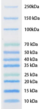 Bicolor Pre-Stained Protein Standard (for NIFIS) [BY-K-10007]